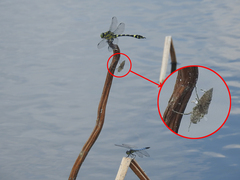 Epophthalmia elegans