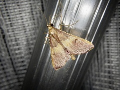 Endotricha olivacealis