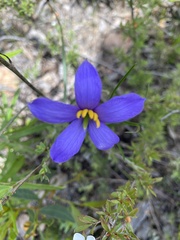 Cheiranthera alternifolia