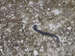 Sistrurus miliarius barbouri