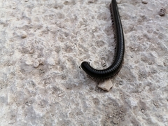 Archispirostreptus syriacus