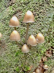 Mycena stipata