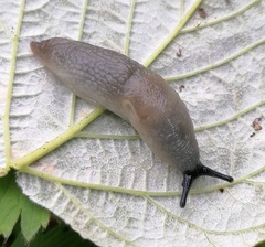 Krynickillus melanocephalus