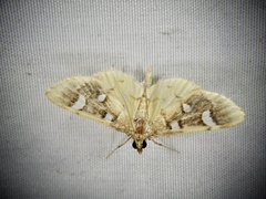 Cotachena alysoni