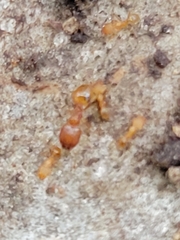 Pheidole bilimeki
