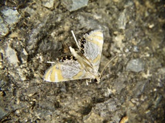 Nymphicula saigusai