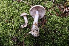 Cortinarius delibutus