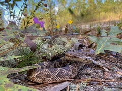 Pituophis melanoleucus mugitus