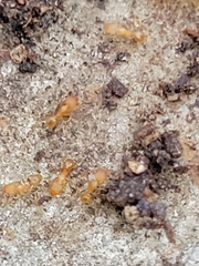 Pheidole bilimeki