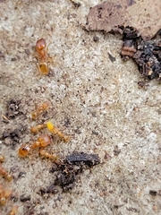 Pheidole bilimeki