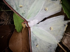 Actias aliena aliena