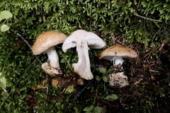 Leucocortinarius bulbiger