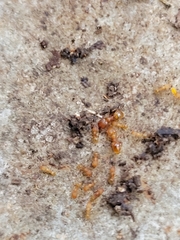 Pheidole bilimeki