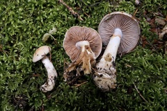 Cortinarius delibutus