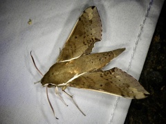 Rhagastis mongoliana