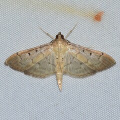 Herpetogramma bipunctalis