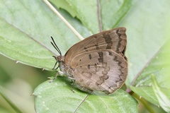 Arhopala japonica