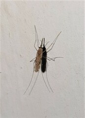 Anopheles gambiae