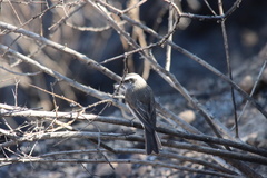 Ochthoeca leucophrys
