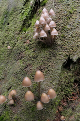 Mycena stipata