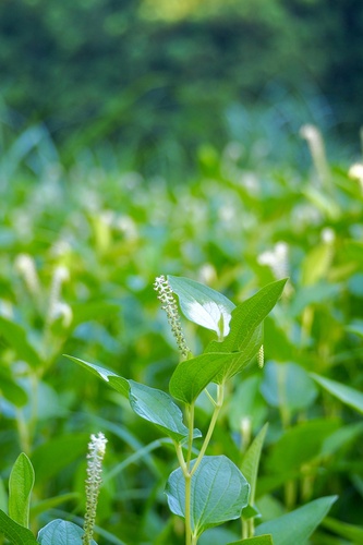 Saururus chinensis