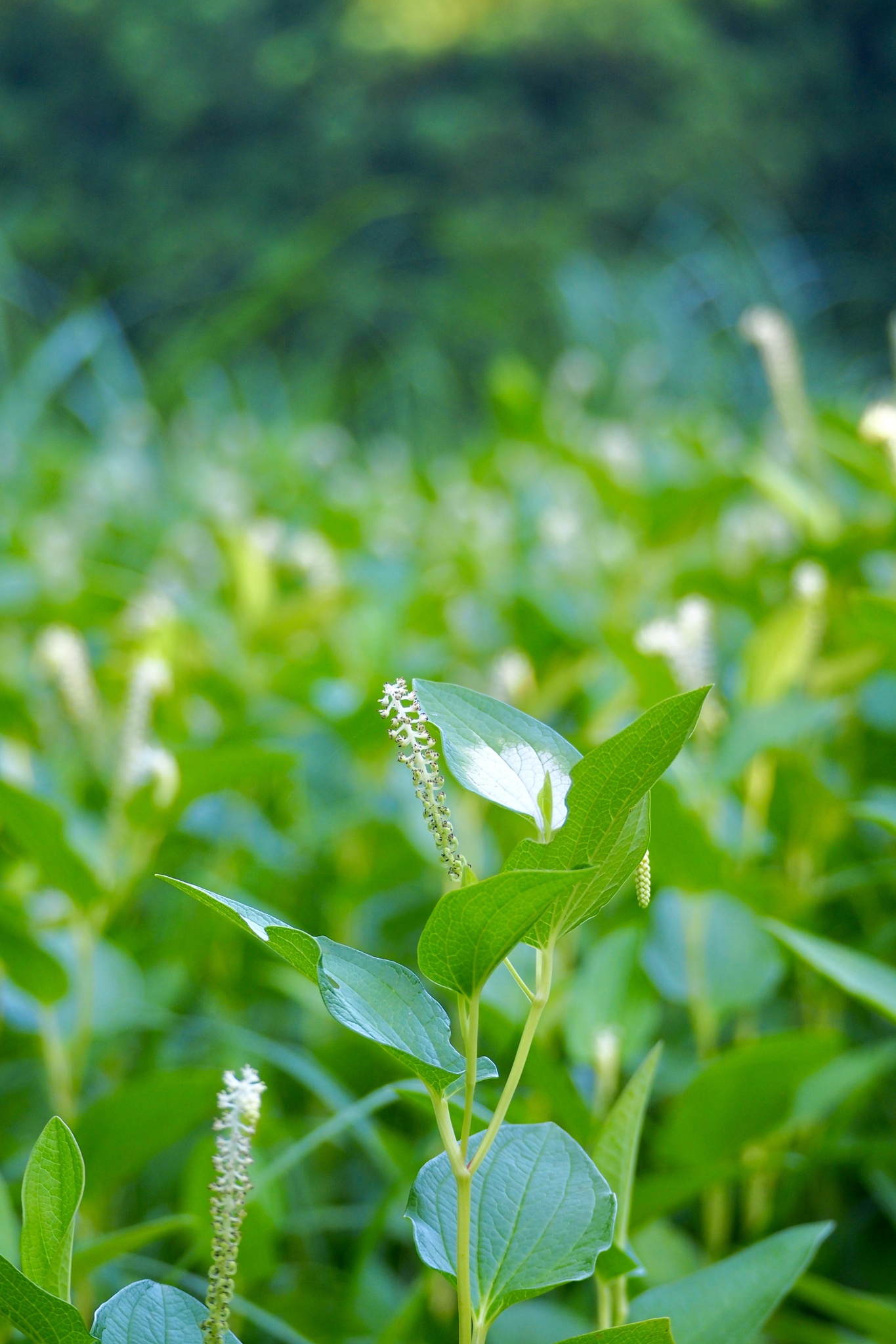 Saururus chinensis