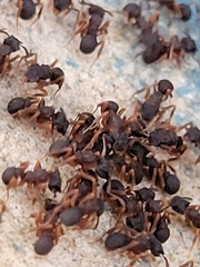 Cyphomyrmex