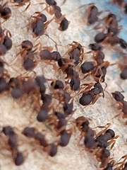 Cyphomyrmex
