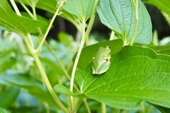 Zhangixalus schlegelii
