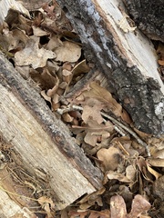 Agkistrodon laticinctus