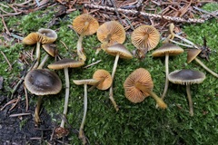 Mycena aurantiomarginata