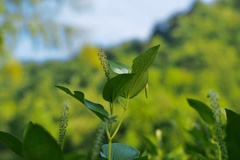 Saururus chinensis