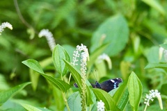 Kaniska canace nojaponicum