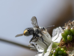 Megachilinae