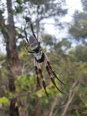 Trichonephila edulis