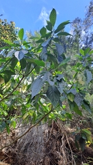 Rousseaceae