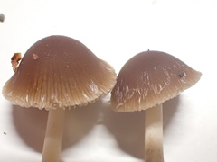 Psathyrella microrhiza