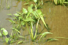 Sagittaria trifolia