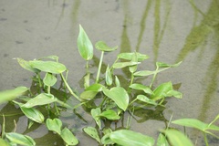 Pontederia vaginalis