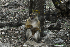 Macaca sylvanus