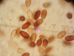 Psathyrella microrhiza