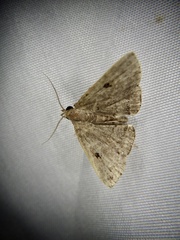 Sinarella rotundipennis