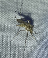 Aedes vittiger