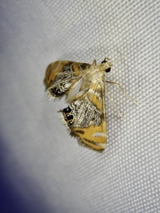 Nymphicula saigusai