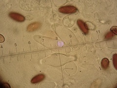 Psathyrella microrhiza