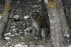 Macaca sylvanus