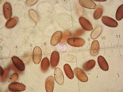 Psathyrella microrhiza