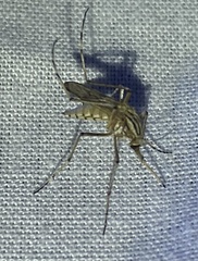 Aedes vittiger