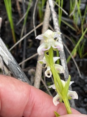 Disperis paludosa