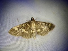 Herpetogramma pseudomagna
